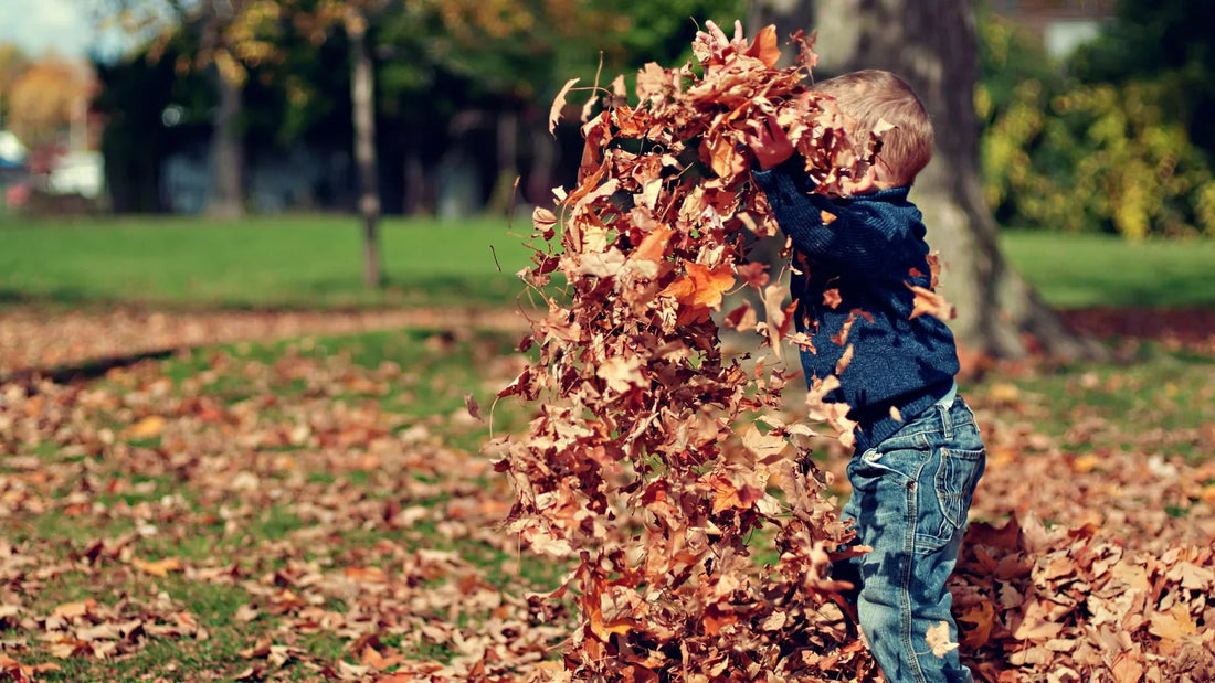 Toddler in denim jeans and sweater playing with autumn leaves outdoors