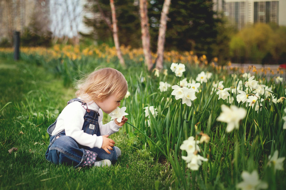 Toddler in denim overalls smelling white flowers in a grassy garden, outdoor spring scene